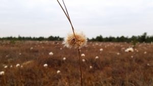 New study reveals how sensitive wetlands are to global warming
