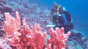 Recovery while stressed: the complex future of coral reefs