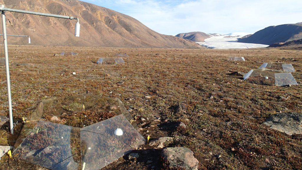 international tundra experiment