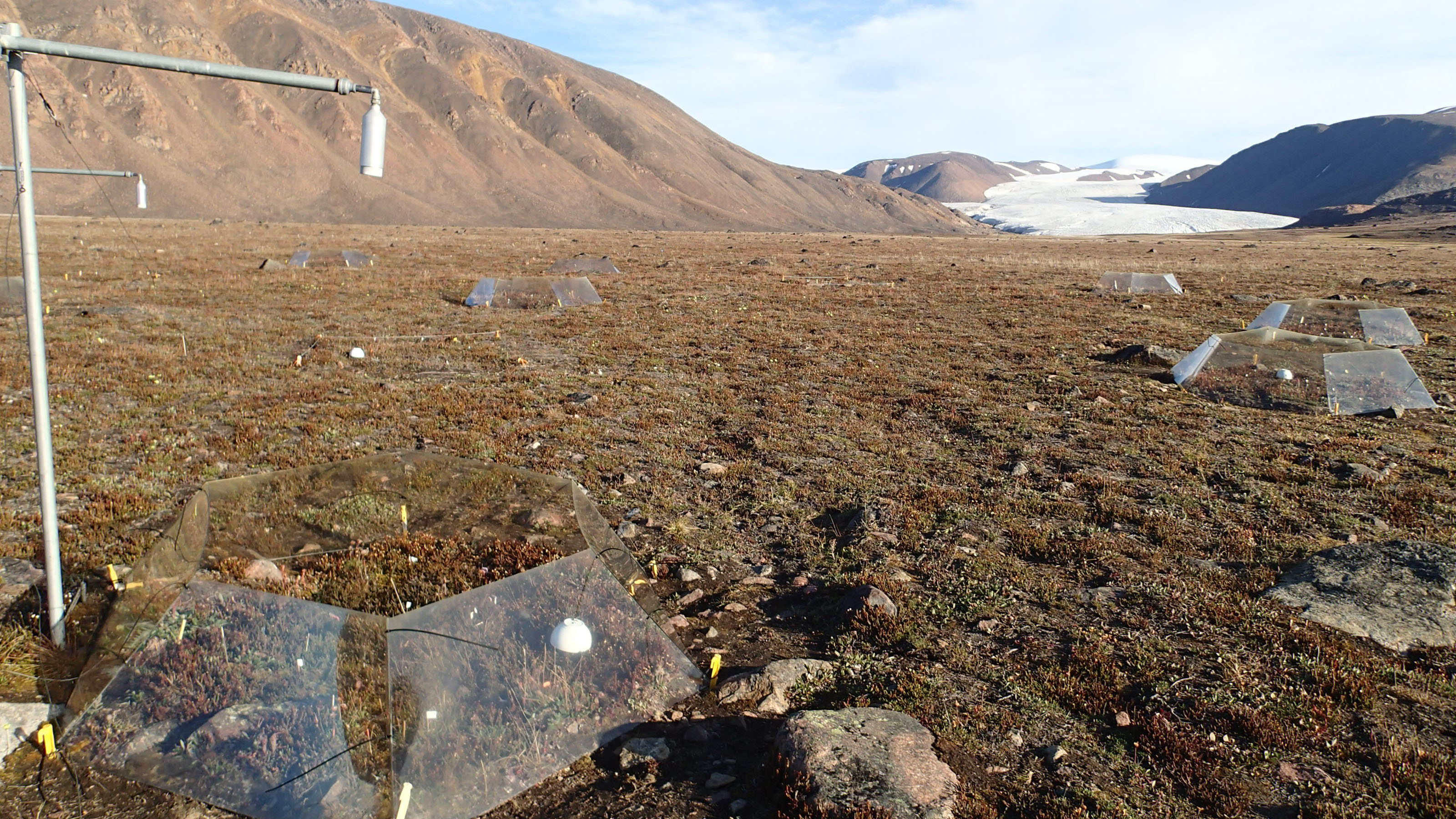 A tundra landscape with gently sloping mountains and a glacier in the background. Clear hexagons with open tops are dotted around the foreground, where they enclose patches of delicate tundra plants.