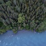 Aerial shot of a coniferous forest bordering a body of water