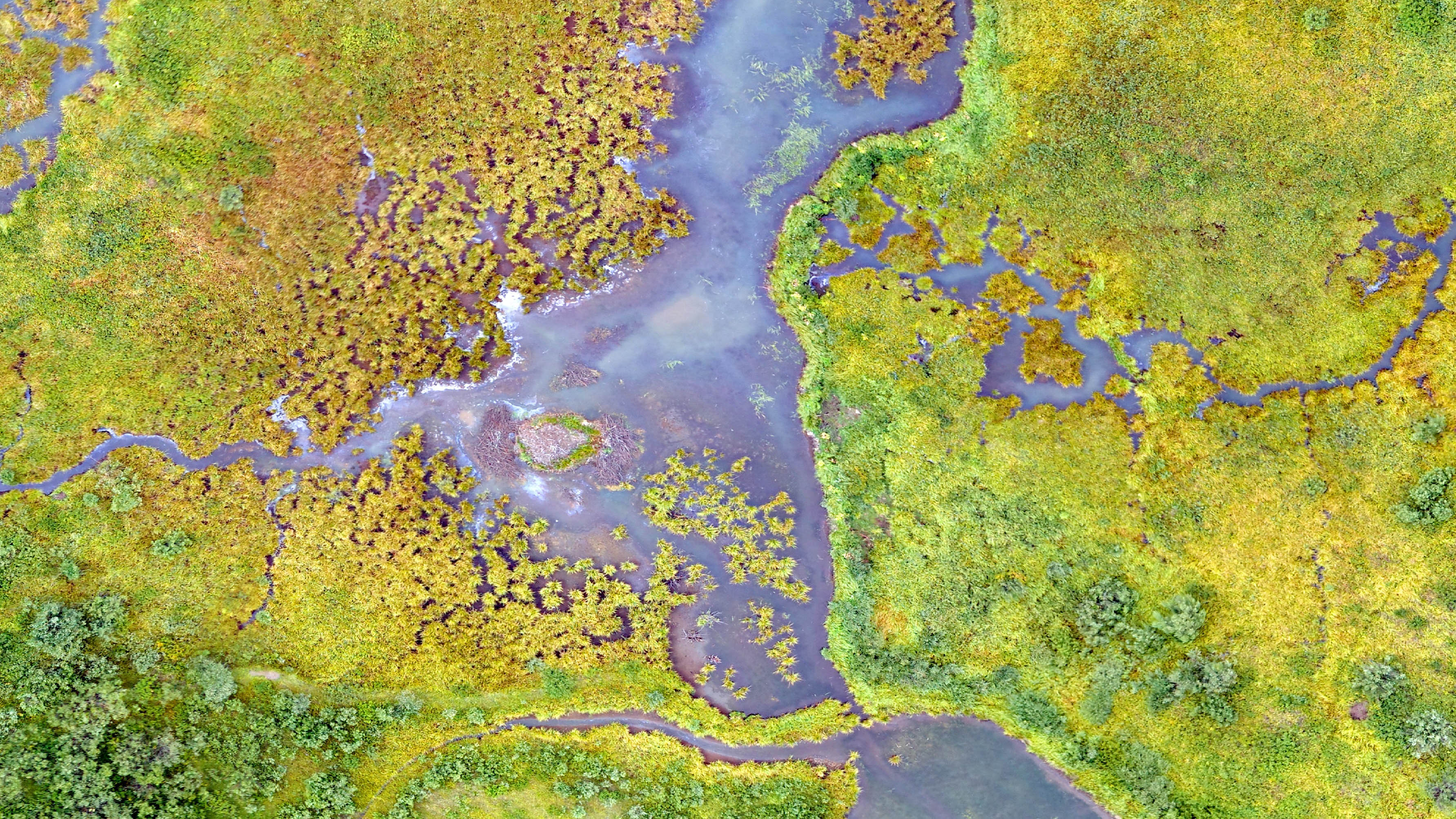 Aerial view of a fen in the Rocky Mountains - bright green vegetation surrounds areas of open water.